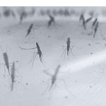 A Brief Interview with Patrick Hörner on Malaria and insecticide resistance A Brief Interview with Patrick Hörner on Malaria and insecticide resistance