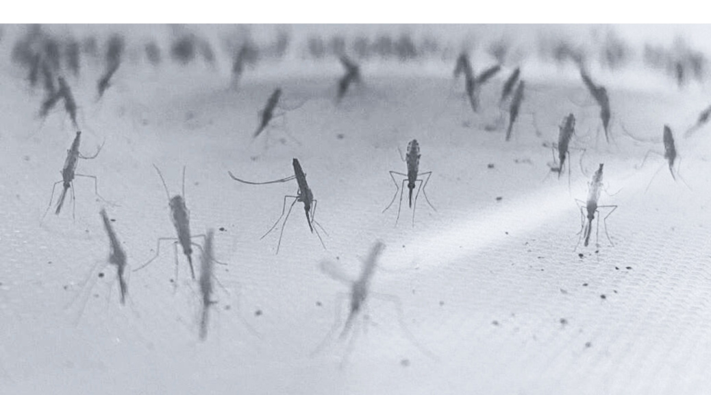 Malaria and Insecticide Resistance